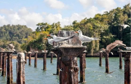 Los Haitises: Boot + Mittagessen am Strand und natürlichen Pools — Guided tour and outdoor activity