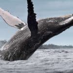 Whale Watching + Cayo Levantado Freedom — Guided tour and outdoor activity