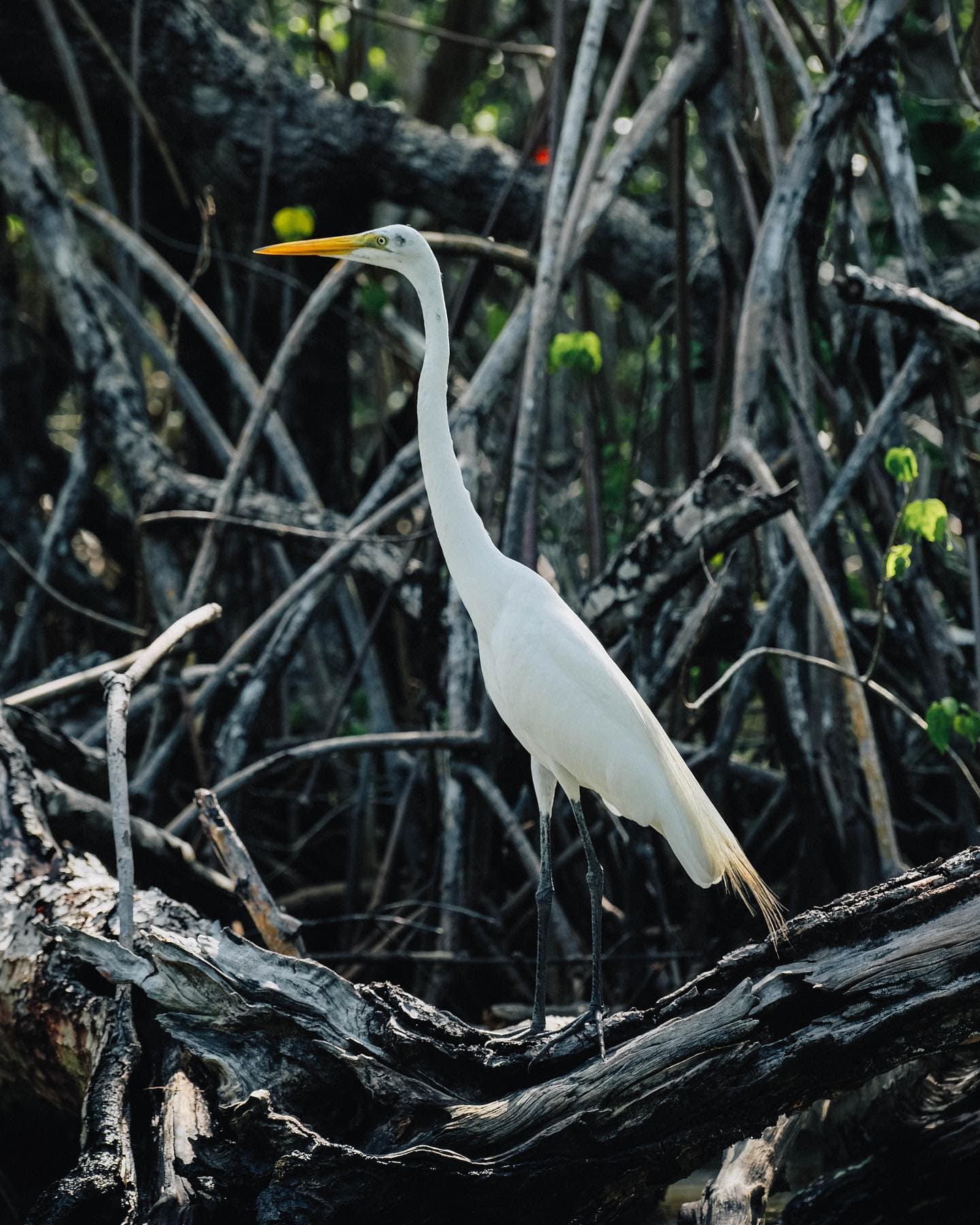 Los Haitises & Cayo Levantado Tour ab Las Terrenas | Ökotour-Abenteuer für 79 $ — Guided tour and outdoor activity