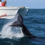 Samana: Bay of Samana Whale Watching Experience in Whale Sabana de la Mar