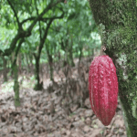 Cocoa Trail & Making of Chocolate Tour ze Santo Dominga — Guided tour and outdoor activity