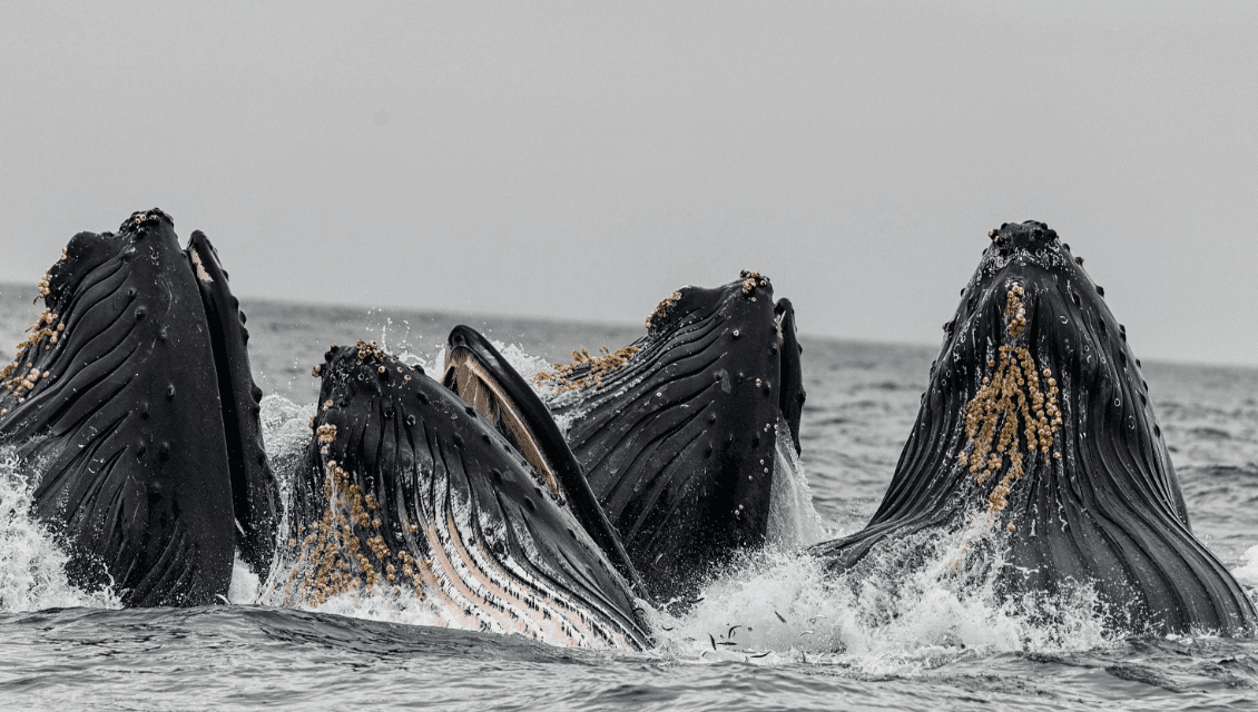 Do Humpback Whales Shed Their Skin? Skin Renewal Explained