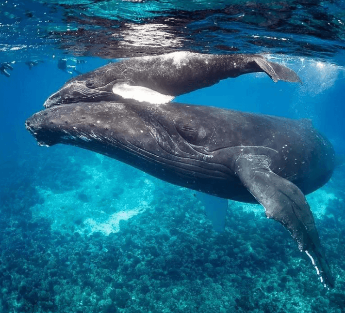 Why a Humpback Whale’s Blow Looks Different in Wind