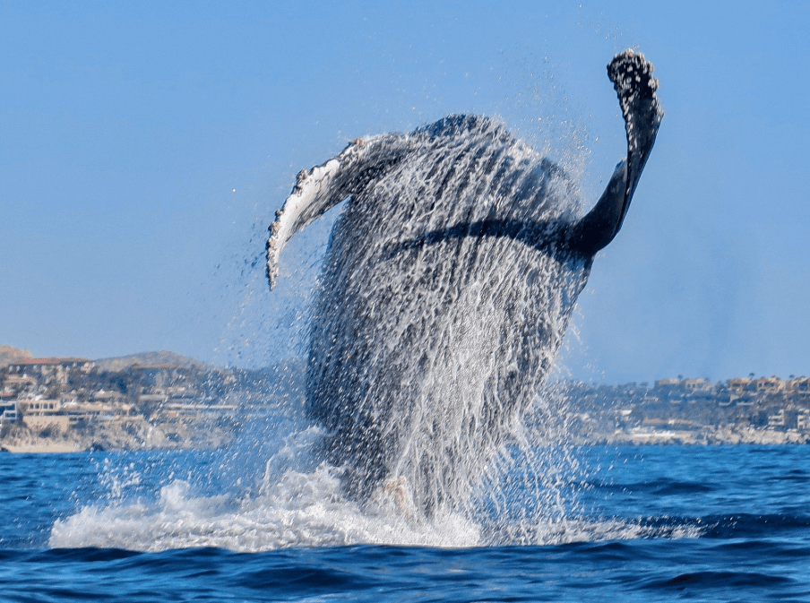 How Do Humpback Whales Navigate at Night? Explained
