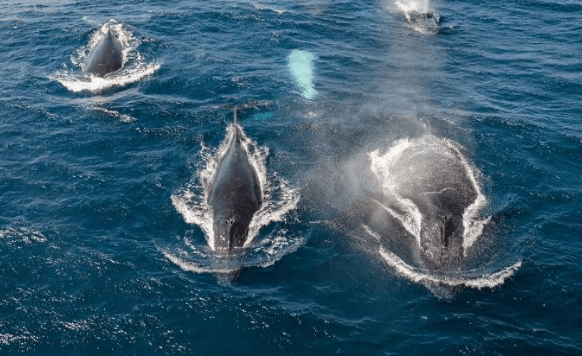 How Long Do Humpback Whales Stay in Samaná Bay? - Whale Sabana de la Mar Guide