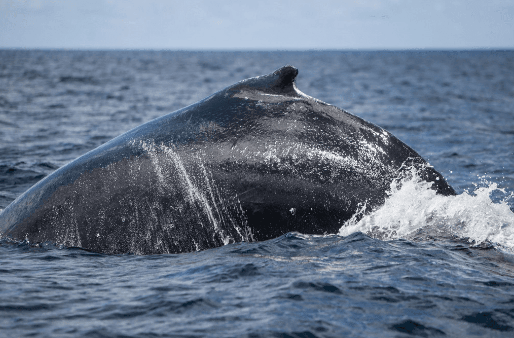 Humpback Whale Anatomy: A Samaná Bay Visitor's Guide - Whale Sabana de la Mar Guide