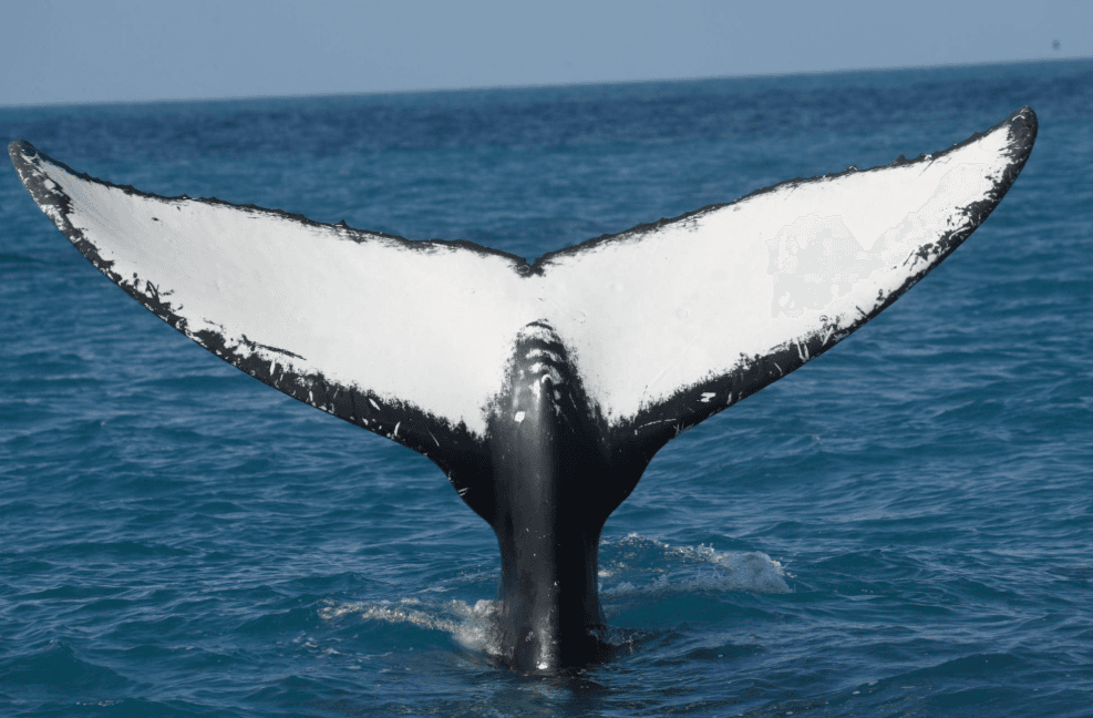 How Humpback Whales Use Their Senses in the Ocean - Whale Sabana de la Mar Guide