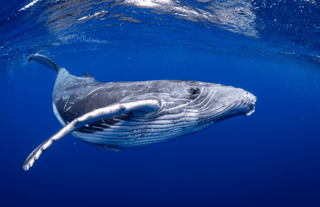 How Marine Protected Areas Help Humpback Whales