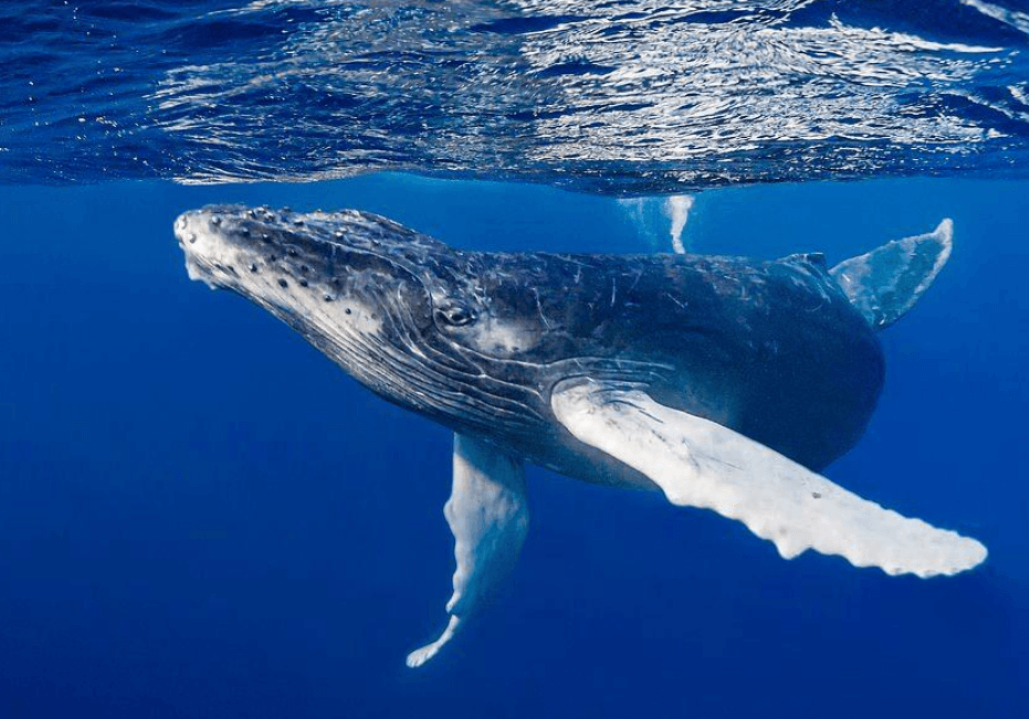 Humpback Whale Entanglement: Causes, Risks and Rescue
