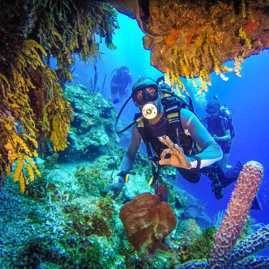 Punta Cana: Reef Diving Adventure Explore Underwater Wonders — Guided tour and outdoor activity