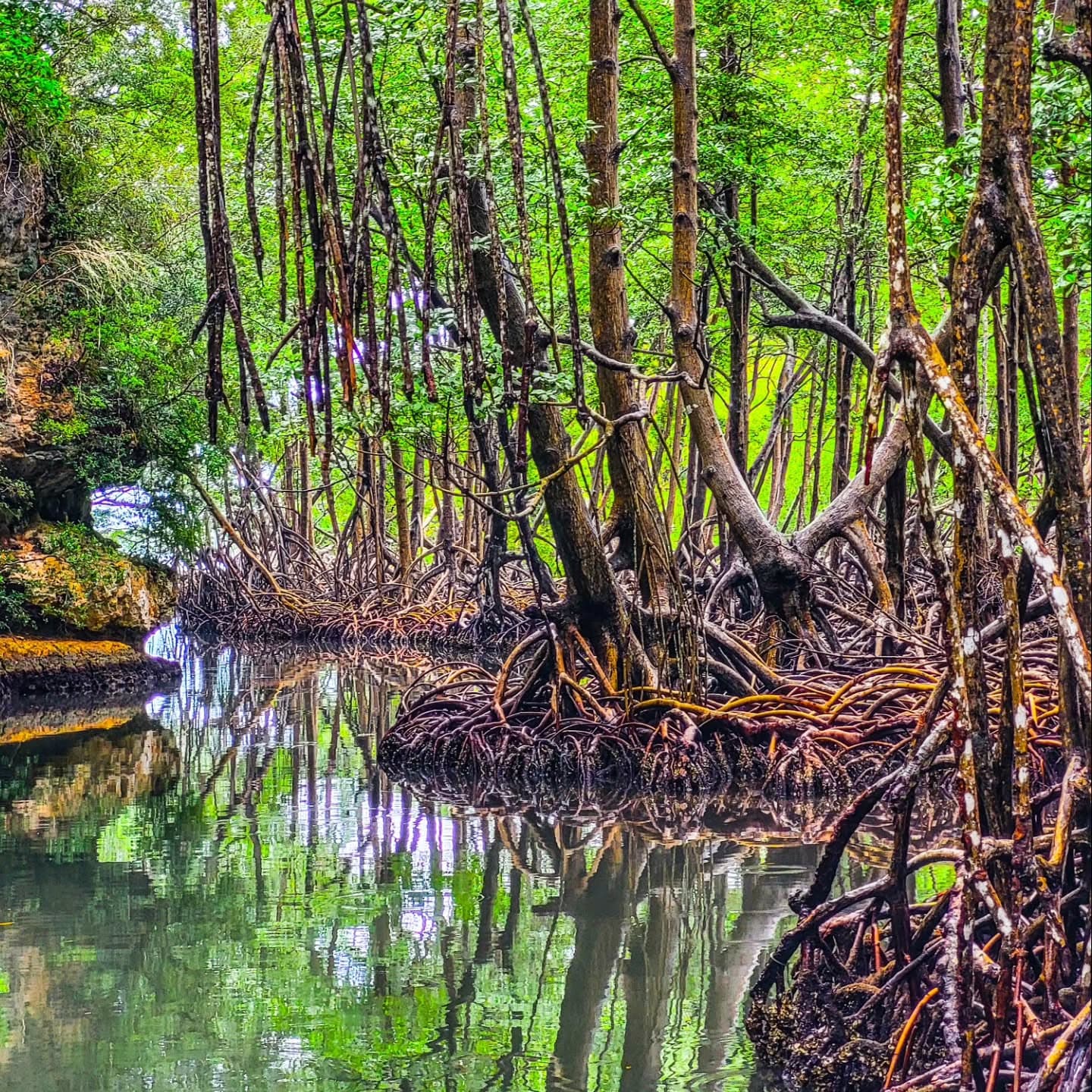 Excursion Los Haitises + Raised Key (Bacardi Island) from Santo Domingo. — Guided tour and outdoor activity