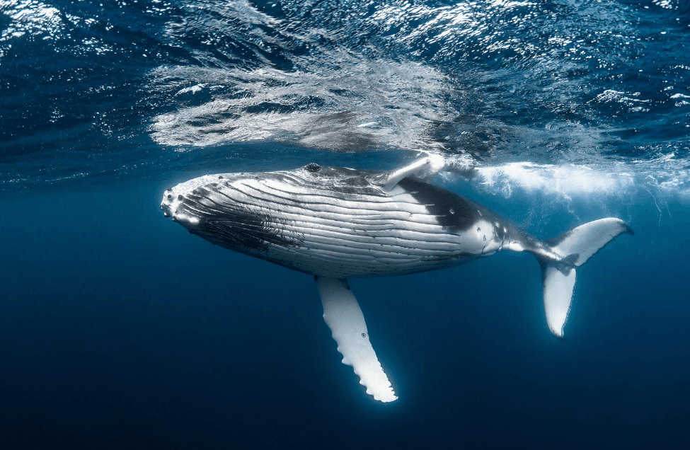 Do Humpback Whales Return to Samaná Bay Every Year? - Whale Sabana de la Mar Guide