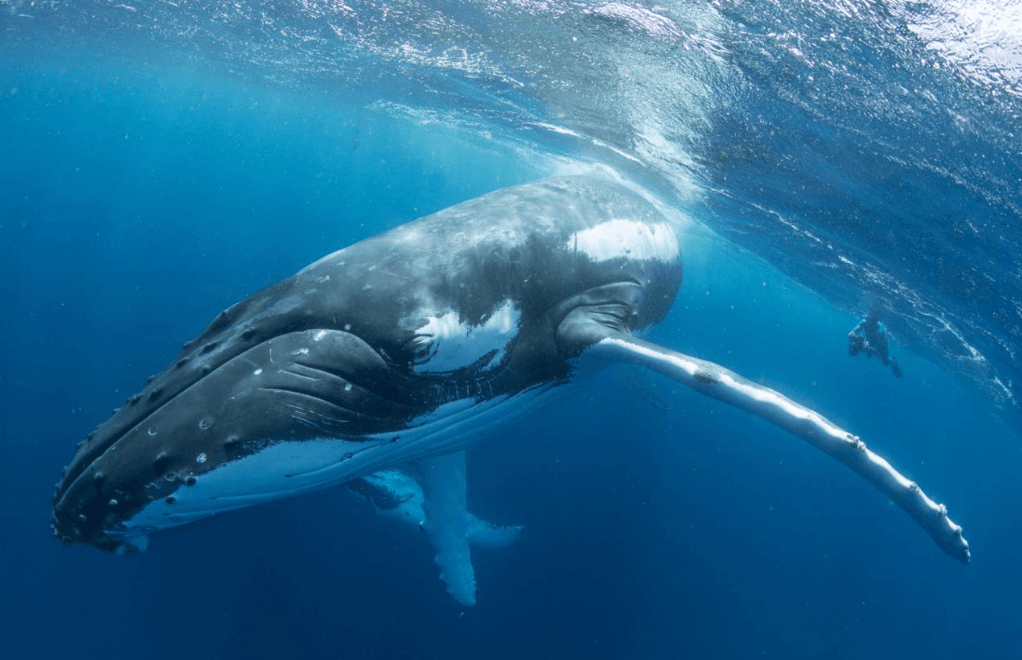 How Do Humpback Whales Communicate Through Body Movements? - Whale Sabana de la Mar Guide