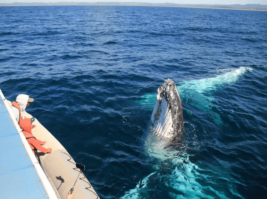 Why Humpback Whales Migrate to Samaná Bay - Whale Sabana de la Mar Guide