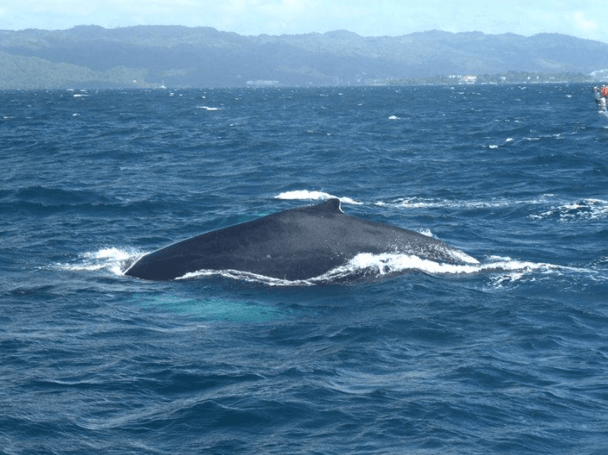 How Water Depth Influences Humpback Whales in Samaná Bay - Whale Sabana de la Mar Guide