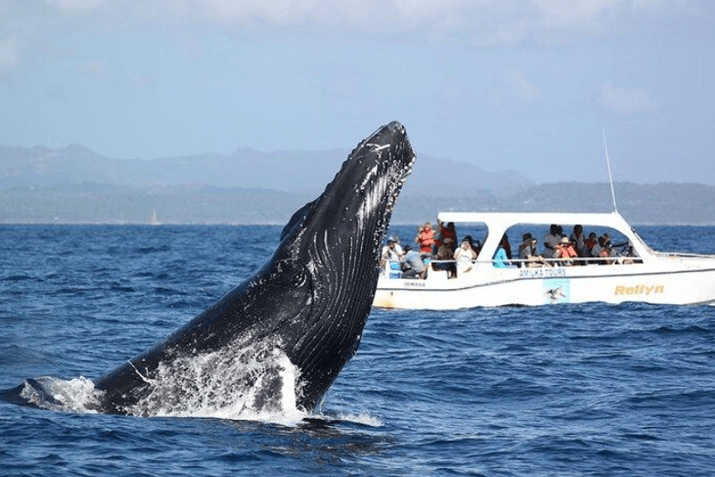 How Long Do Humpback Whales Stay in Samaná Bay? - Whale Sabana de la Mar Guide