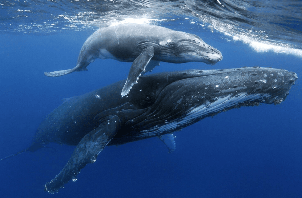 How Big Are Humpback Whales? Size and Weight Guide - Whale Sabana de la Mar Guide