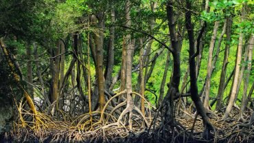 Miches: Los Haitises, Transfer, Walking & Boat tour.