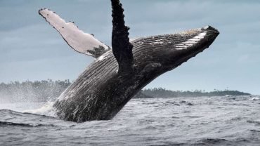 From Santo Domingo: Whale Watching & Cayo Levantado