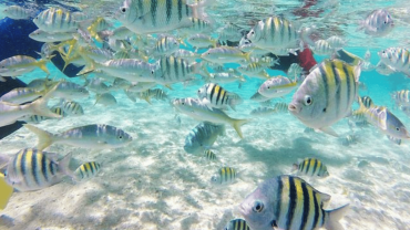 Cayo Arena: Paradise Island Tour Sosua o Cabarete