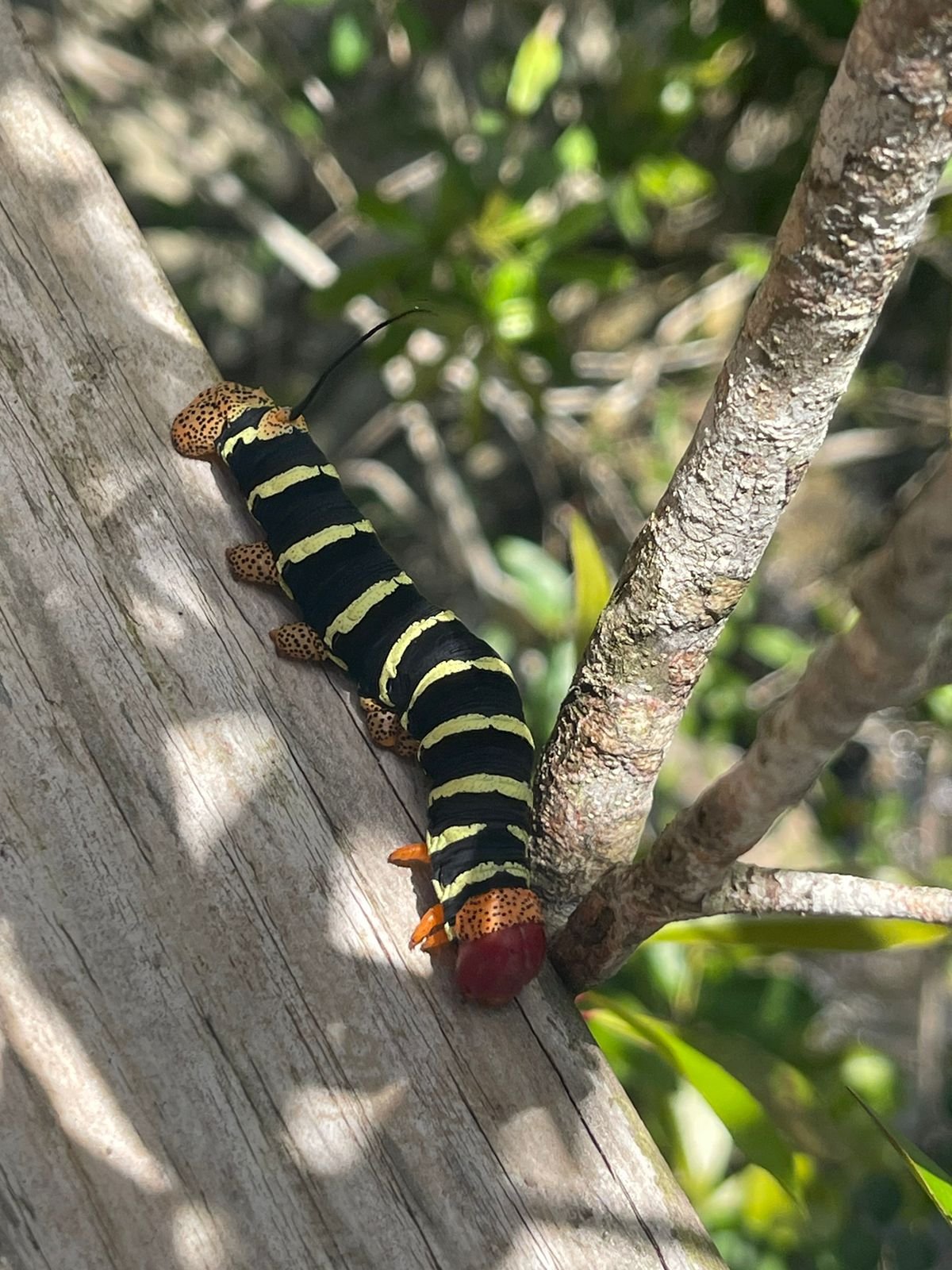 WhatsApp Image 2025-01-05 at 17.21.57 oruga los haitises