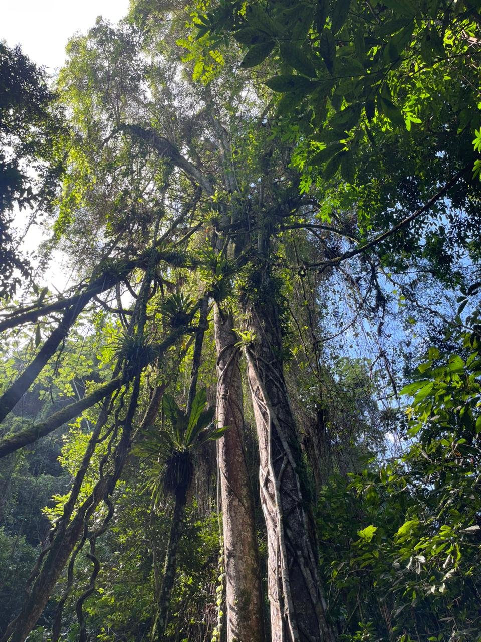 WhatsApp Image 2025-01-09 at 11.53.26 rain forest