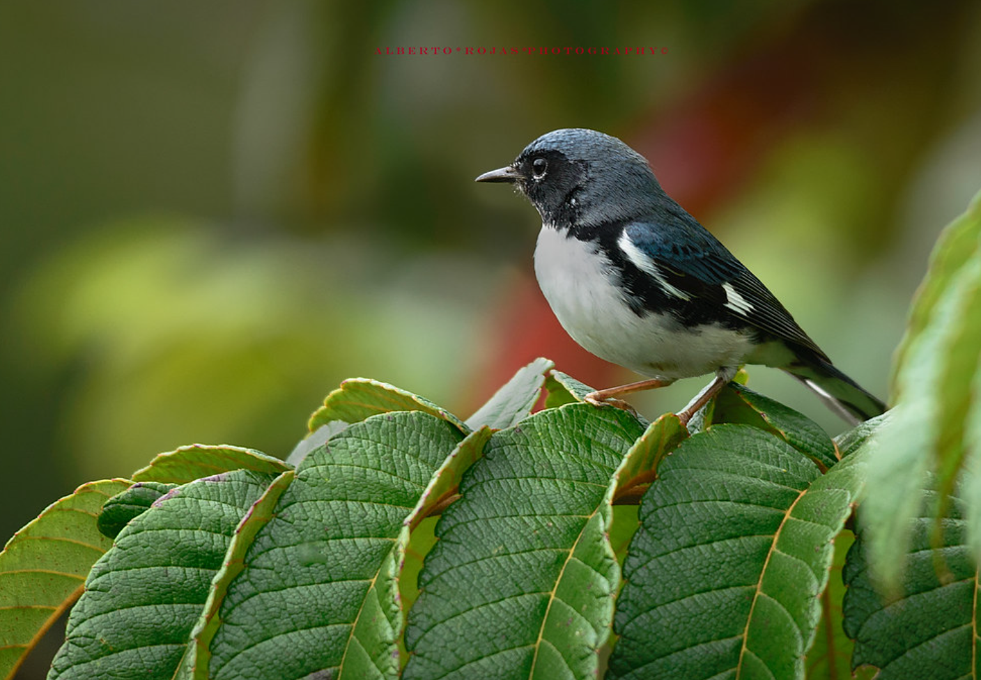 Black-Throated-Blue-Warbler-Setophaga-caerulescens-Ciguita-Azul-Juvenil.png Black Throated Blue Warbler Setophaga caerulescens Ciguita Azul Juvenil