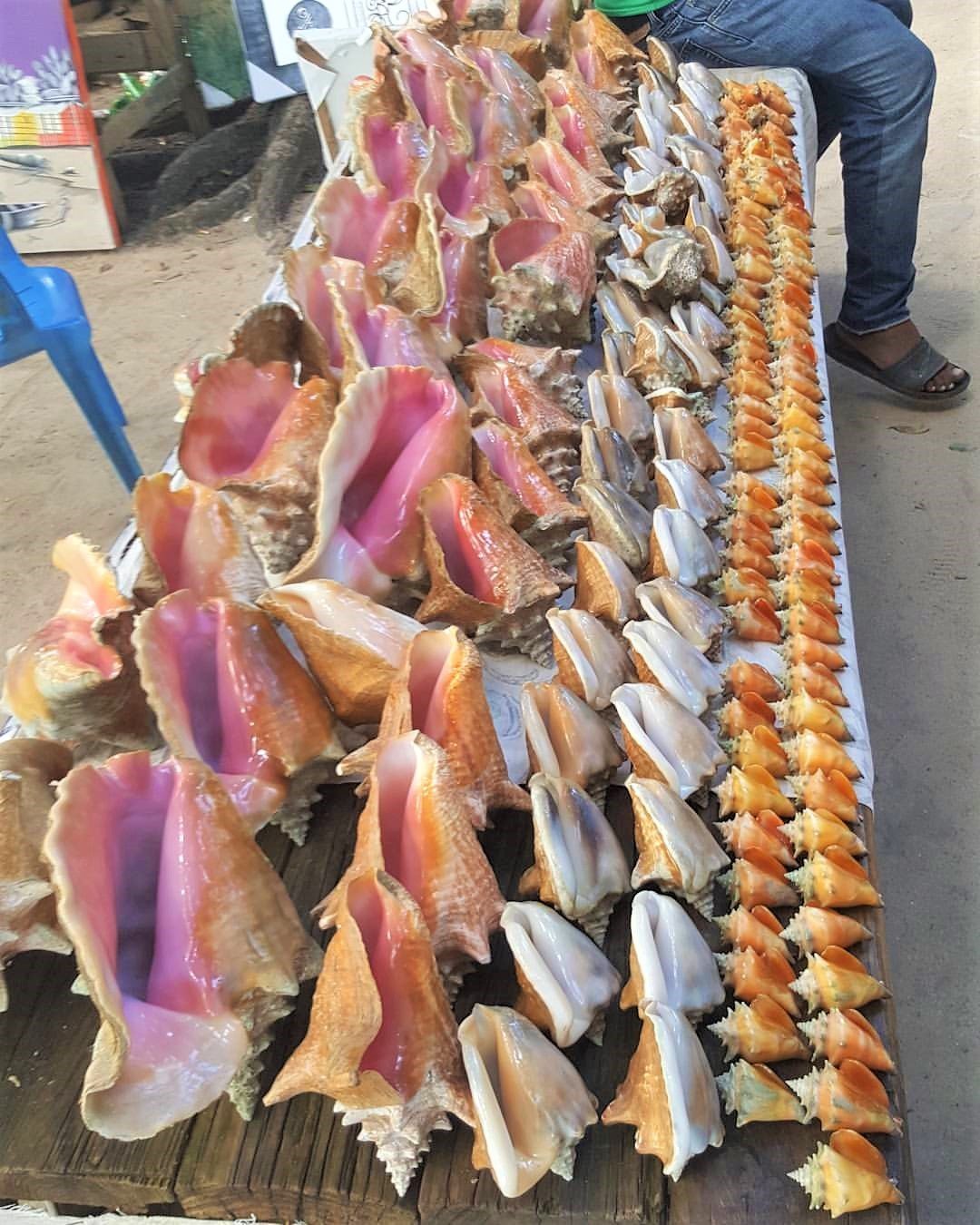 Cayo-Levantado33.jpg Cayo Levantado33