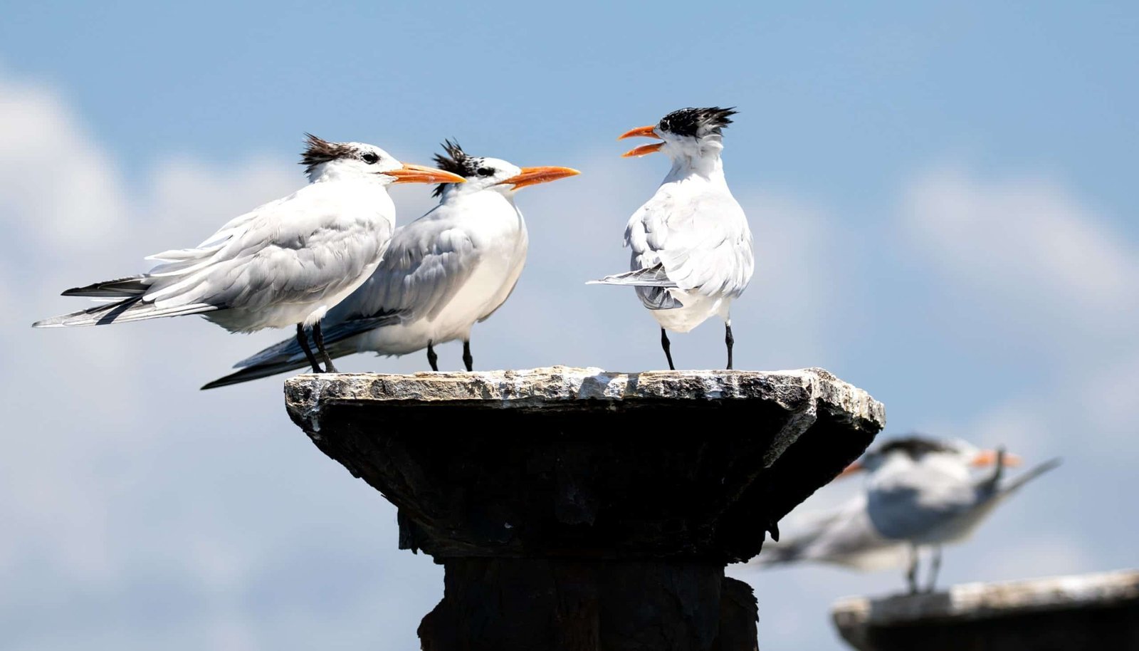 Royal-Tern_s-DR-fotor-20230919105250-scaled-1.jpg Royal Tern s DR fotor 20230919105250 scaled 1